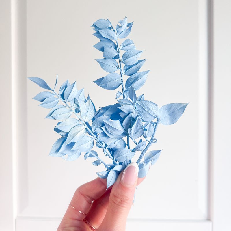 Mini Preserved Ruscus Florals - Sky Blue