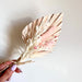 Palm Spears Dried Flower Set - Light Pink, Silver and Whites